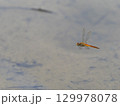 水田を飛ぶウスバキトンボ 129978078