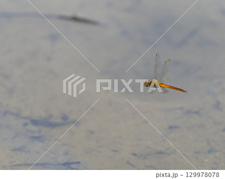 水田を飛ぶウスバキトンボ 水田を飛ぶウスバキトンボ 129978078