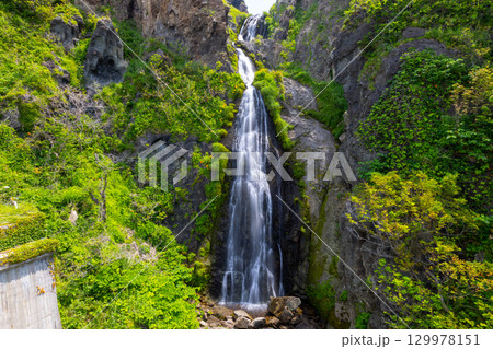 新潟県佐渡市岩谷口　外海府海岸沿い佐渡一周線からのヤマユリやトビシマカンゾウが咲く五段の滝の景色 129978151