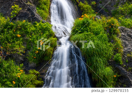 新潟県佐渡市岩谷口　外海府海岸沿い佐渡一周線からのヤマユリやトビシマカンゾウが咲く五段の滝の景色 129978155