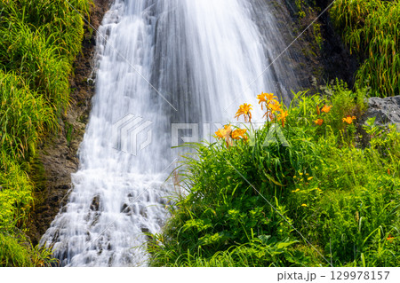 新潟県佐渡市岩谷口　外海府海岸沿い佐渡一周線からのヤマユリやトビシマカンゾウが咲く五段の滝の景色 129978157