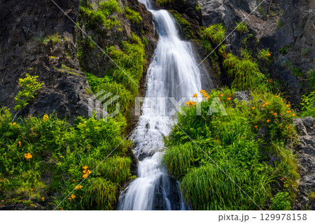 新潟県佐渡市岩谷口　外海府海岸沿い佐渡一周線からのヤマユリやトビシマカンゾウが咲く五段の滝の景色 129978158