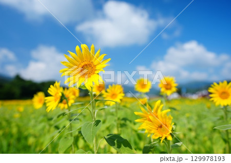 ひまわり畑47 ひまわり畑47 129978193