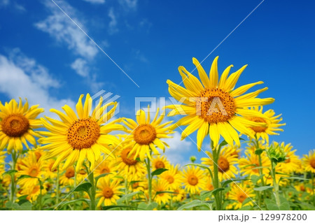 ひまわり畑61 129978200