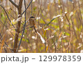 江戸川河川敷の雑木林に生息するモズ 129978359