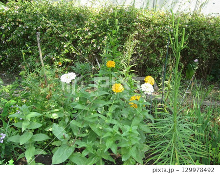 こじま花の会花畑の黄色と白い色の花の百日草 129978492