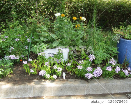 白とオレンジ色の百日草と紫色のハマナデシコの花 白とオレンジ色の百日草と紫色のハマナデシコの花 129978493