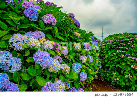 紫陽花(旧中川水辺公園) 紫陽花(旧中川水辺公園) 129978684