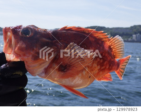 カサゴを釣りました 129978923