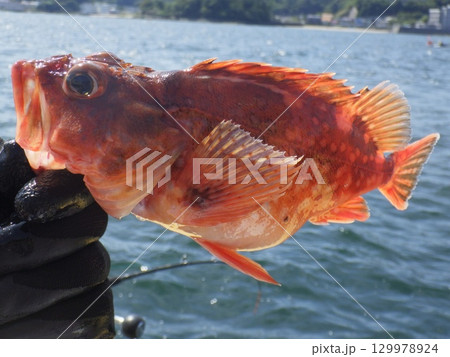 カサゴを釣りました 129978924