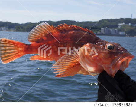 カサゴを釣りました 129978925