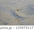 水田を飛ぶギンヤンマ 129979117