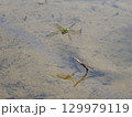 水田を飛ぶギンヤンマ 129979119