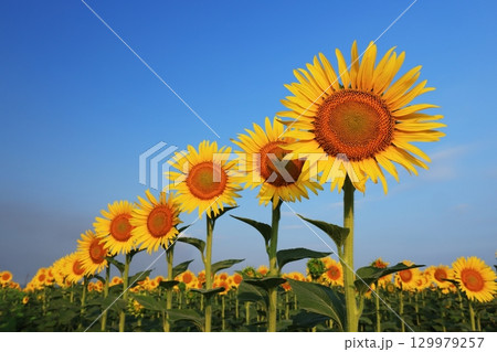 ひまわり畑3502 129979257
