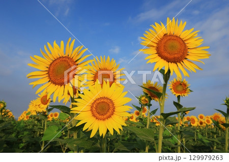 ひまわり畑3556 129979263