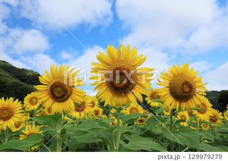 ひまわり畑3473 129979270