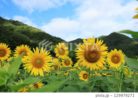 ひまわり畑3481 129979271