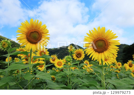 ひまわり畑3483 129979273
