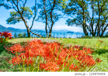 滋賀県高島市　琵琶湖畔へと続く道に咲く秋の桂浜園地の彼岸花群生地 129979409