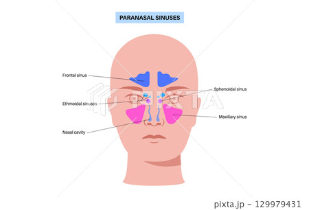 Paranasal sinus poster 129979431