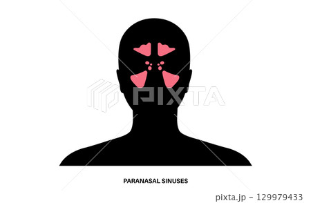 Paranasal sinus poster 129979433