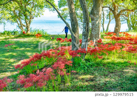 滋賀県高島市 琵琶湖畔へと続く園地に咲く秋の桂浜園地の彼岸花群生地 滋賀県高島市 琵琶湖畔へと続く園地に咲く秋の桂浜園地の彼岸花群生地 129979515