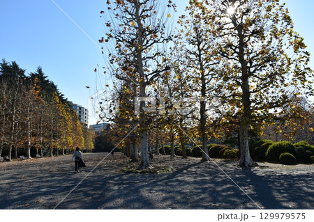 紅葉したメタセコイア並木 129979575