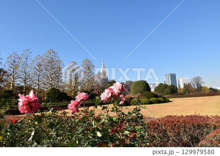 都会のバラ園 都会のバラ園 129979580