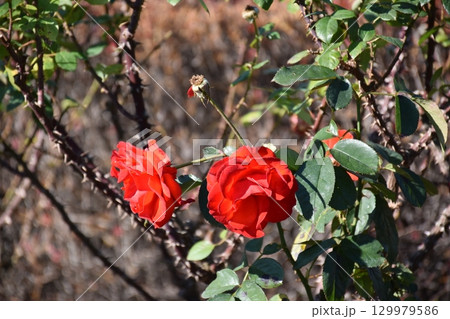 赤いバラ 129979586