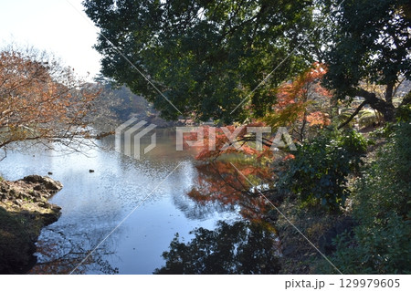 紅葉に囲まれた池 129979605