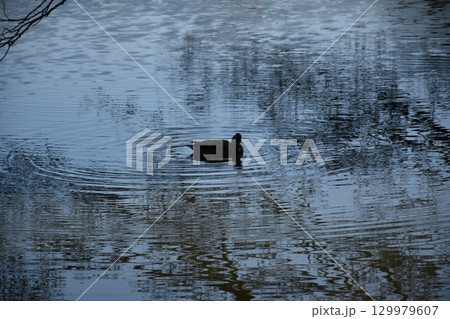 冬の池で泳ぐ鴨 129979607