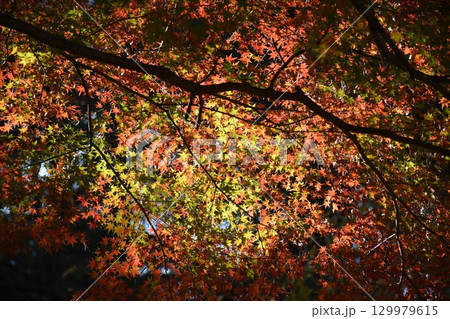 真っ赤な紅葉 真っ赤な紅葉 129979615