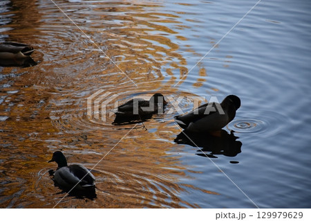 泳ぐ鴨の親子 129979629