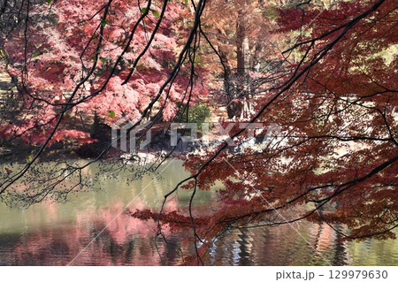 水面に映る紅葉 129979630