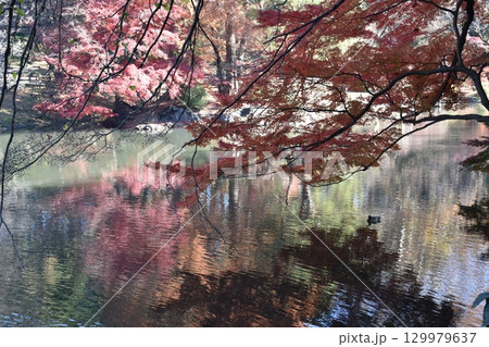 池に映る紅葉 129979637