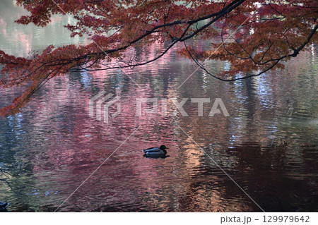紅葉の水面を泳ぐ水鳥 紅葉の水面を泳ぐ水鳥 129979642