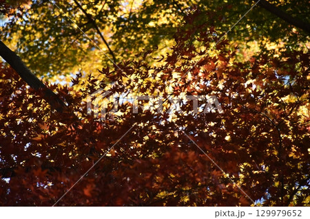 紅葉したモミジの木 129979652