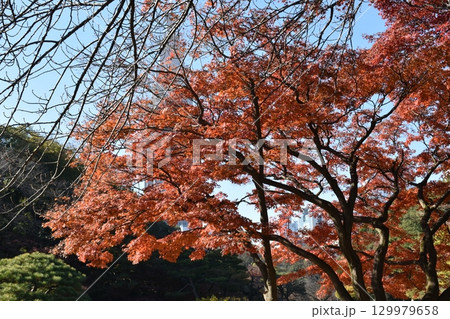紅葉したもみじ 129979658