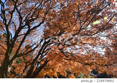 紅葉した葉 129979662