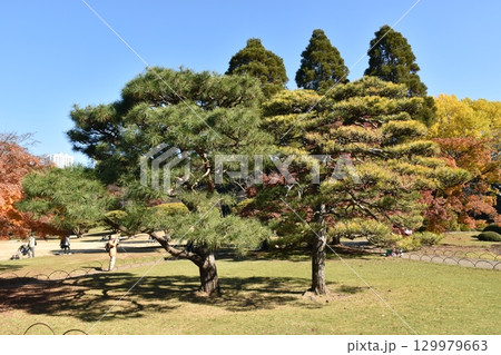 紅葉した木 紅葉した木 129979663