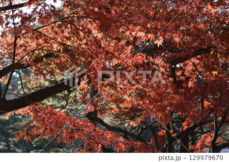 真っ赤な紅葉 真っ赤な紅葉 129979670