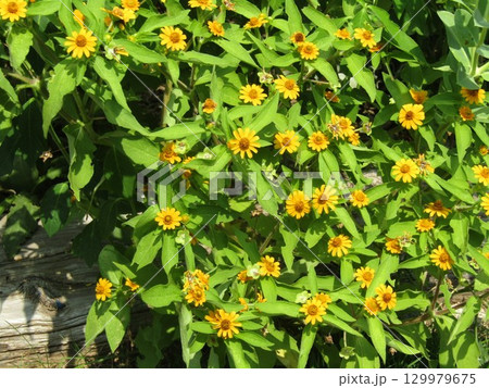 メランポジューム黄色い花 129979675