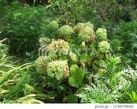 花の色の楽しめるアナベル紫陽花の黄緑色の花 129979680
