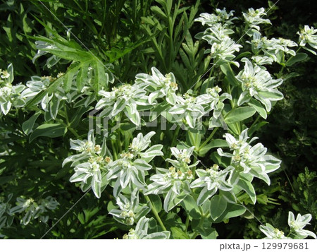 白く縁取りされた緑色が綺麗な初雪草 129979681