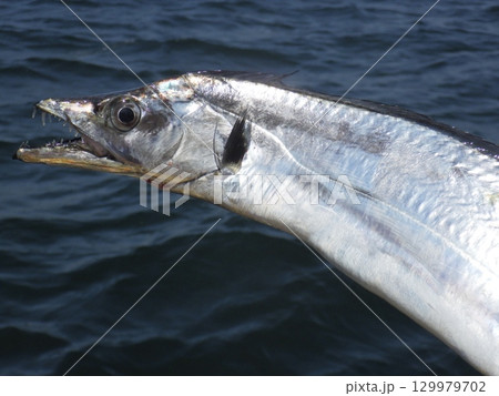 タチウオが釣れました 129979702