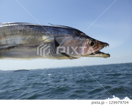 タチウオが釣れました タチウオが釣れました 129979704