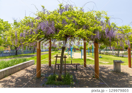 新湊川公園の春の風景　神戸市長田区にて 129979803