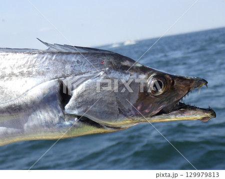 タチウオが釣れました 129979813