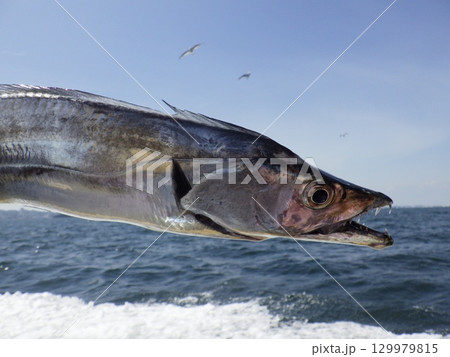 タチウオが釣れました タチウオが釣れました 129979815