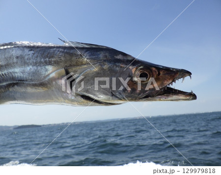 タチウオが釣れました タチウオが釣れました 129979818